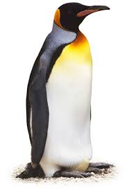 You'll see the emperor penguin, king penguin, gentoo penguin. Penguin Facts Penguin Facts For Kids Dk Find Out