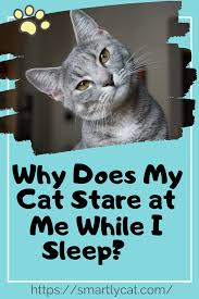 Why Does My Cat Stare At Me While I Sleep In 2020 Cats Cat Care Kitten Care