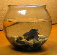 Ruiyif desk hanging fish tank bowl with stand, small table top glass fish bowl mini aquarium for betta fish home decor. Why Glass Fish Bowls Are Bad For Your Fish Pethelpful
