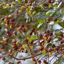 Image result for Copaifera