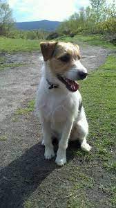 My Boy Parsons Jack Russell X Lakeland Love Him To Bits Jack Russell Terrier Puppies Jack Russell Cutest Dog Ever