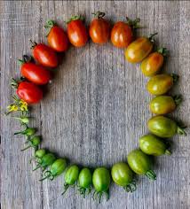 Image result for tomato Datterino