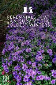 Brunnera is an herbaceous perennial with heart shaped leaves and clustered sprays of small, bright blue flowers appearing in spring. 14 Tough But Pretty Perennials That Will Breeze Through Harsh Winters In 2021 Shade Garden Plants Outside Plants Shade Plants
