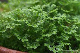 Image result for Selaginella kraussiana