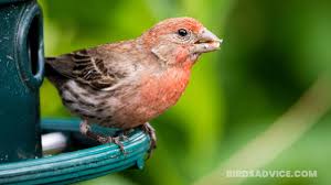 This will attract the finches to your feeder and help them to discover the seed inside. What Do Finches Eat A Complete Guide Of Feeding Finches