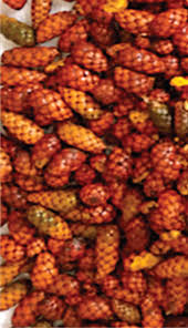 Image result for Raphia farinifera