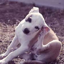 While you can reapply flea treatment early in some cases, you should talk to your veterinarian to find the best and most effective flea treatment for your pet. What To Do When Flea Medicine Isn T Working Petcarerx