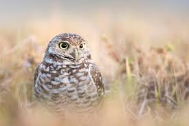 It's been 5 months since she flew away from owls foot drive towards. Burrowing Owl Audubon Field Guide