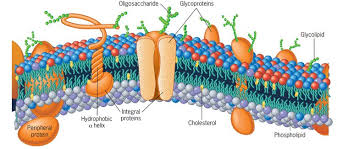 Animal cell membrane glycoproteins and glycolipids. Modelo Mosaico Fluido Proposto Por Singer E Nicholson Em 1972 Cell Membrane Plasma Membrane Membrane