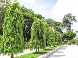 The tall conical tree that lines many avenues in india is also referred to as ashoka tree, but it is a for those of us with plant blindness it is important not to confuse the medicinal ashoka tree with the. Shubham Nursery Live Plant Ashoka Amazon In Garden Outdoors