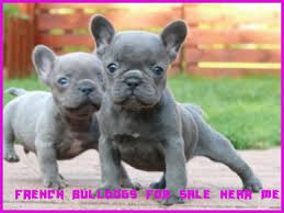 Looking for a teacup french bulldog for sale? Mini French Bulldog Puppies For Sale Near Me Pets Lovers