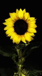 Feel free to use these black sunflower images as a background for your pc, laptop, android phone, iphone or tablet. Dawuh Mbah Moen Sunflower Wallpaper Black