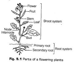 In the second whorl both a and b genes are expressed, leading to the formation of petals. Morphology Of Flowering Plants Class 11 Notes Biology Chapter 5 Cbse Tuts