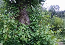 Wild grape leaves are an edible species that can be harvested and prepared for human wild grapevines belong to the genus vitis which is made up of close to 80 different vine growing species. About Wild Grape Leaves And How To Harvest And Prepare Them