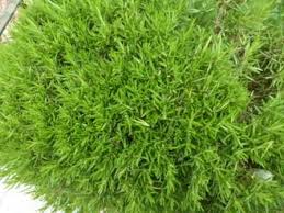 Elle aide à résoudre les problèmes de pellicules et réduit la production de sébum. Les Vertus Du Romarin Klil En Arabe Astuces De Grand Mere