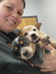 Cedar Rock Heelers and...