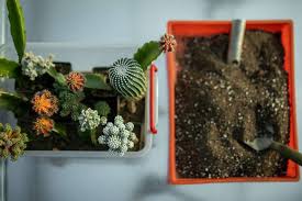 Image result for cactus cuttings