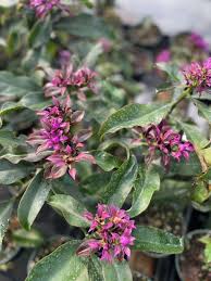 Image result for Pereskia