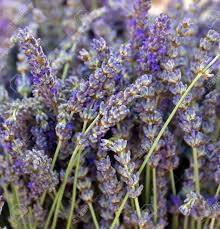 Lavender flowers for sale near me. Dried Lavender Flowers For Sale In Provence France Stock Photo Picture And Royalty Free Image Image 32849598