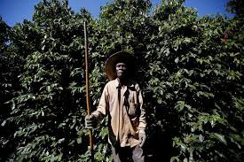 Brazil oberon is a 100 percent cerrado blend that consistently captures the qualities this region is celebrated for: Picked By Slaves Coffee Crisis Brews In Brazil Reuters