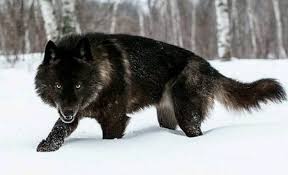Check spelling or type a new query. Black Wolf Names The Ultimate List 75 Ideas The Paws