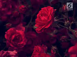 Maybe you would like to learn more about one of these? 9 Arti Bunga Mawar Dan Maknanya Yang Mendalam Sambut Valentine Lifestyle Liputan6 Com