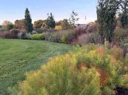 Image result for Sporobolus molleri