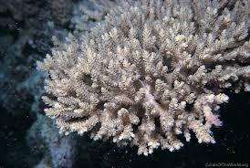 Image result for Selago coerulea