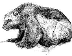 The name zorilla comes from the word zorro, which in spanish means fox. Wolverine Animal Coloring Pages Wolverine Animal Animal Coloring Animal Coloring Pages
