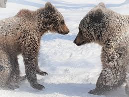 Situated in the mountains, this spa pension is within 9 mi (15 km) of libearty bear sanctuary zarnesti, rasnov fortress, and dino parc rasnov. 5 Things To Do In Zarnesti That You Shouldn T Miss