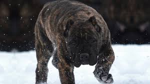 presa canario dog breed information and pictures