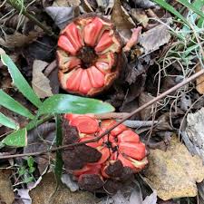 Image result for Grangea zambesiaca