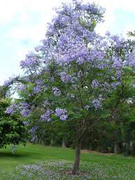 Get the best deal for evergreen flowering trees from the largest online selection at ebay.com. Jacaranda Mimosaefolia Jacaranda Tauranga Tree Co