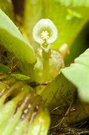 Image result for Pistia