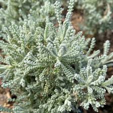 Image result for Santolina chamaecyparissus