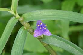 Image result for Cyanotis