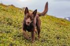 PuppyFind | Australian Kelpie Puppies for Sale