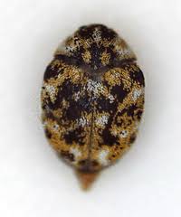 Image result for Jatropha botswanica