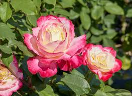 姫野ばら園八ヶ岳農場