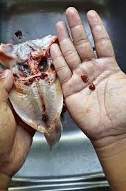 Ternakan ikan keli dalam kanvas, perkongsian video lama. Kena Buang Darah Beku Ikan Keli Baru Tak Hanyir Ini Caranya Era