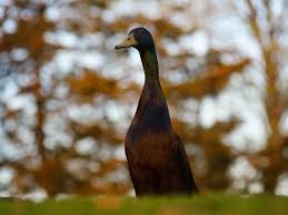 What i lack in legs, i make up for in personality. Long Boi Giant Duck From Univeristy Of York Went Viral On Twitter