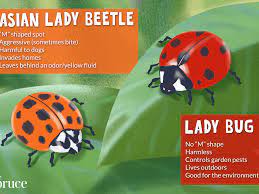 Red lady bugs or lady beetles are beneficial insects that feed on aphids and other sap feeding insects. How To Get Rid Of Asian Lady Beetles