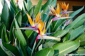 The bird of paradise isn't just found in africa. Bird Of Paradise Plant Care 6 Steps Instructables