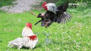 Masak sehingga mendidih dan tabur dengan daun sup, daun bawang dan bawang goreng. 7 Insipirasi Nama Ayam Aduan Berdasarkan Warna Bulu Ulesnya Hewanpedia
