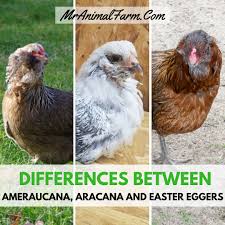 differences between ameraucana aracana and easter egger