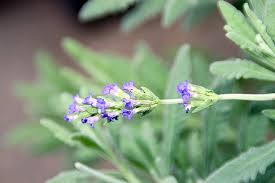 Image result for Lavandula dentata