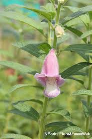 Image result for Sesamum