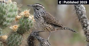 We did not find results for: Birds Are Vanishing From North America The New York Times