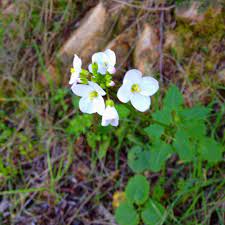 For this reason, tourists like to extend their stay by using the city's hotels: Double Peak Park San Marcos Ca Random Flower On The Hike Taken By Barbara Cazares Flowers Hiking Plants