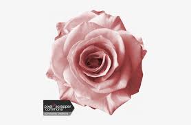 We did not find results for: Rebel Rose Graphic By Light Pink Rose Png Png Image Transparent Png Free Download On Seekpng